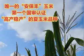 唯一的“安保丰”玉米，第一个国审认证“高产稳产”的夏玉米品种视频封面