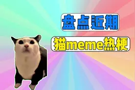 盘点近期猫meme热梗视频封面