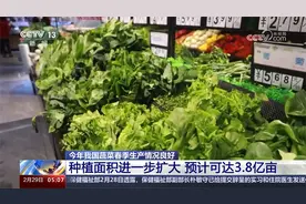 保持世界蔬菜生产消费第一大国地位！我国蔬菜春季生产情况良好视频封面