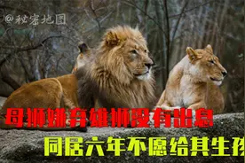 动物园里老虎打架工作人员：是夫妻，现已分居，两虎吵架究竟为何视频封面