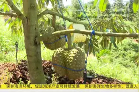 三亚“树上熟”榴莲迎来采收期 记者带你去尝鲜视频封面