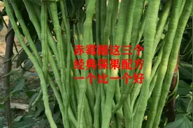 赤霉酸这三个保果膨果配方，一个比一个好，能解决所有落果难题