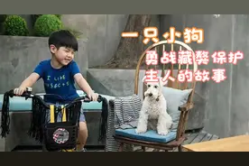 一只小狗勇敢搏斗藏獒，保护主人的故事。视频封面