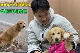 回顾残疾狗狗康复历程，大尧努力没有白费，最后片段看的热泪盈眶视频封面