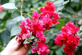 三角梅开完花，记得在这里修剪，才能快速复花视频封面