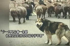 盘点牧羊犬的高能时刻，保护羊群是它们刻在基因里的职责视频封面