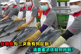 真假三文鱼，淡水虹鳟鱼与三文鱼有何区别？人们又该如何辨别？视频封面