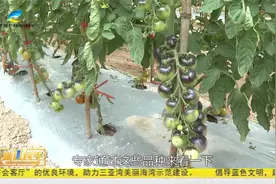 2025种子大会 田间展示2094个品种 3月23日对外开放参观视频封面