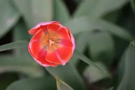 胶州植物园的郁金香，奈何春天太匆匆，赏花只抓到个小尾巴视频封面