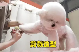 韩式狗狗美容流程