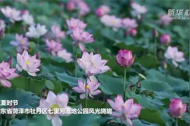 千城胜景｜菏泽牡丹区：盛夏湿地美如画（新华社）视频封面