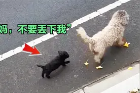 狗妈妈带着小狗流浪街头，善心女子给它一个家，史诗般蜕变！视频封面
