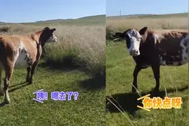 母牛将牛犊藏进草丛，带着主人寻找肉眼可见变慌张：忘记藏哪了视频封面
