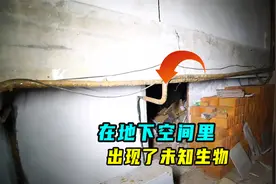 地下室的空间内，藏着未知的生物，我和伙伴探查了这里发现异常视频封面