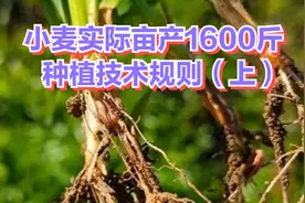 小麦实际亩产1600斤，种植技术规则（上）视频封面