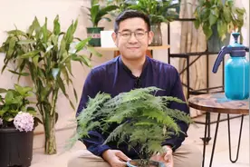 文竹怎么养？园艺师教你，文竹的详细养护技巧视频封面