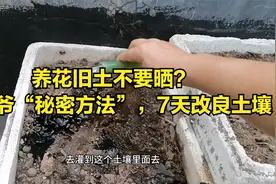养花旧土不要晒？张大爷“秘密方法”，7天改良土壤视频封面