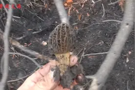 大兴安岭采野生羊肚菌，一天能赚2200元，翻2座山过4条河，不容易视频封面