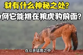 豺有什么神秘之处？为何它能排在狼虎豹前面？和老虎单挑能赢吗视频封面