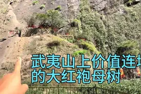 一起看看 武夷山著名的大红袍母树，专家称：价值连城！视频封面