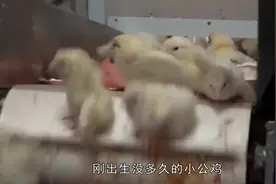 刚出生就被扔进搅拌机，搅碎成肉泥，每年70亿只小鸡被做成猫粮视频封面