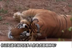 世界上最凶猛的十大老虎，食人虎排不上名次其中一头吃掉四百多人视频封面