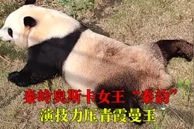 大熊猫秦韵上一秒假装腿瘸，下一秒健步如飞。秦岭大熊猫出圈方式视频封面