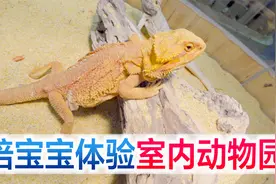 陪宝宝体验室内动物园，零距离抚摸各种小动物，方伟大喊过瘾视频封面