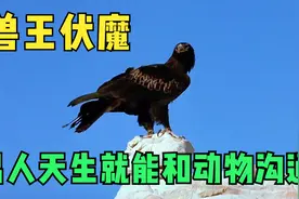 男人深陷沼泽，他却丝毫不慌，救他的竟然是两只水貂视频封面