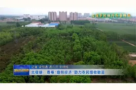 北宿镇：香椿“庭院经济”助力农民增收致富视频封面