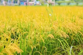 济南市槐荫区吴家堡街道席庄村：金秋时节 稻田蟹喜获丰收视频封面