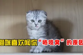 猫咪喜欢闻你咯吱窝，背后有3个原因！视频封面