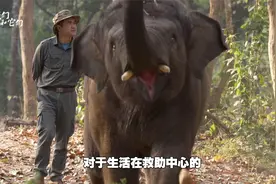 最会打水仗的动物，亚洲象的快乐天堂：森林深处泡澡玩沙超享受视频封面