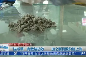 中药材“猫爪草”价格暴涨  从几十元涨到上千元视频封面