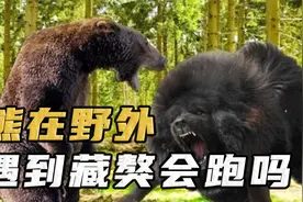 熊在野外碰上藏獒，真的会被赶跑吗？