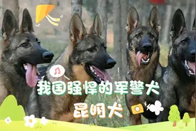 我国自主繁育的军警犬，昆明犬视频封面