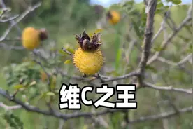 被称为维C之王的刺梨，要这样吃更健康，你之前吃的方法对了吗？视频封面