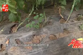 【科技助农】大规模种植户，地膜一定要铺，因为好处太多了！视频封面