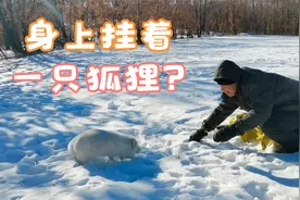 小狐狸本是谨慎动物，一旦它相信一个人，那就彻底控制不住了视频封面