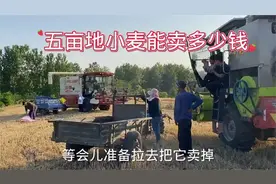 河南唐河小麦收割了，亩地的小麦能卖多少钱，一起去收购站了解视频封面