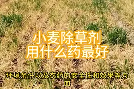 小麦除草剂用什么药最好视频封面
