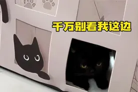 我家猫把我的头发舔秃了…视频封面