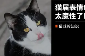 超火的猫咪表情包梗！好洗脑呀，有一种不用脑子都能感受到的快乐视频封面