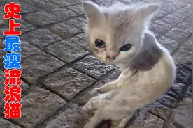 瘦成“闪电”的流浪猫让人心疼，幸好遇到好心人，30天后大变样！视频封面