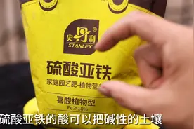 家庭养花缺铁黄叶要怎么解决？园艺师教你，用硫酸亚铁，叶片翠绿视频封面