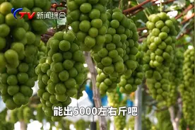 阳光玫瑰一斤十几块！真不敢想象！视频封面