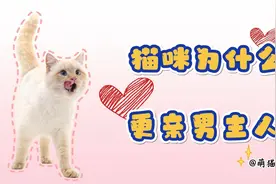 猫咪为什么更亲男主人呢？有小姐姐要生气了