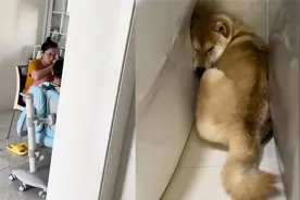 笑喷！妻子给孩子辅导作业气氛凝重，狗狗吓得躲到厕所一声不吭视频封面