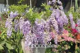 紫藤中的“战斗机”，一年能多季开花，南方北方都能种，非常耐寒视频封面