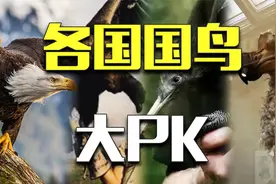 白头鹰刚刚被美国认定为国鸟，这么多年我们都搞错了？视频封面